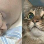 Sokak kedisi bebeğin hayatını kurtardı!