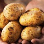 Patates ile tek tip beslenerek kilo verilir mi?