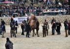 Bodrum'da deve güreşi festivali