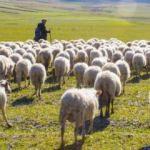 Muş'ta 6 bin TL maaşla çoban aranıyor