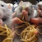 Ger&ccedil;ek Ratatouille'nin spagetti keyfi!