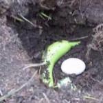 Bir muzla yumurtayı toprağa gömdü,bakın ne oldu!