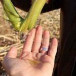 Mucize bitki! Tarladan benzin fışkıracak