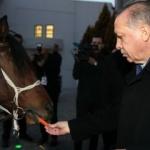 Cumhurbaşkanı Erdoğan'a tay hediye edildi