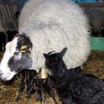 Koyunlar beşer beşer doğurunca zengin oldu!