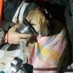 Mahsur kalan inatçı köpek, böyle kurtarıldı