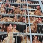 Suriye’ye canlı tavuk gönderiliyor