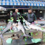 Ağlara takılan kılıç balıkları 5 bin liraya satıldı