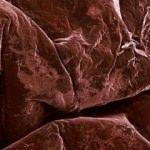 Yiyeceklerin şaşırtıcı mikroskobik g&ouml;r&uuml;nt&uuml;leri