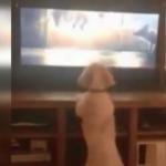 Televizyon izlerken heyecanlanan köpek