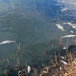 Gölün buzu çözüldü, ölü balıklar ortaya çıktı