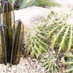 Doğadan ilham alınarak yapılmış sukulentler