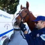 Antalya sahillerinin güvenliği "atlı polislere" emanet