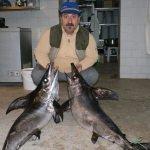 Oltayla iki adet 40 kiloluk kılıç balığı yakaladı