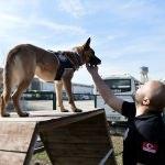 Polis k&ouml;peği Lady "siciline" 2,5 ton uyuşturucu yazdırdı