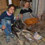 Suriyeli kardeşler hasta köpeğe sahip çıktı