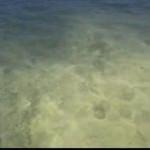 Marmaris'te deniz kıyısı polenle kaplandı
