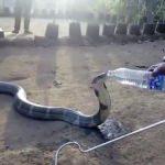 Köye giren dev kobraya su verdiler