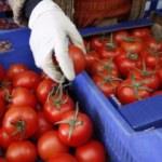 Batı Akdeniz'in domates ihracatı arttı