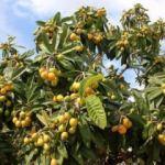 Kilosu 10 TL'den alıcı buluyor