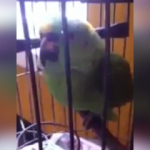 Yetenekli papağanın bebek taklidi güldürdü
