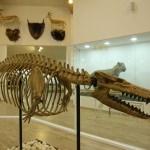 Gaziantep Zooloji ve Doğa Müzesi 23 Nisanda kapılarını açacak