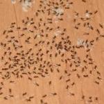 Karıncalardan kurtulmanın doğal yolları