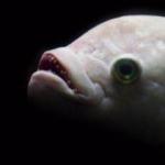 Su altı dünyasının en korkutucu balıkları	