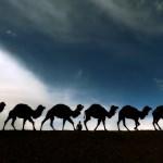 Zorlu doğa koşulları develere şampiyonluk getiriyor