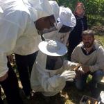 Türkiye'de ana arı üretimi artıyor