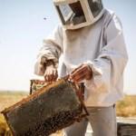 Bombus arısı kullanan yetiştiricilere destek