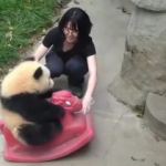 Sevimli pandanın oyuncak keyfi güldürdü