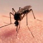 Sivrisineklerden kurtulmanın doğal formülü