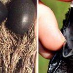 Siyah yumurta hakkında hi&ccedil; bilmediğiniz ger&ccedil;ek