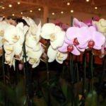 Türkiye'nin en büyük orkide pazarları