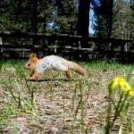 Yavru kızıl sincap "Ormancı" doğaya bırakıldı