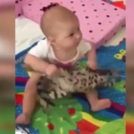 Bebeğin elinde şaşkına dönen kedi