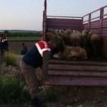 K&ouml;peği zehirleyip ağıldaki koyunları &ccedil;aldılar