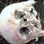 Bartın'da ırmak kenarında kafatası bulundu
