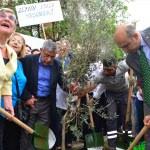 Bakırköy Belediye Başkanı Kerimoğlu zeytin ağacı dikti