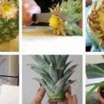 Evde ananas nasıl yetiştirilir?