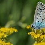 220 çeşit kelebek türü o ilimizde kanat çırpıyor