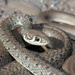 Bayburt'ta ok yılanı fotoğraflandı