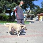 Sokak köpeğinin karnından 6 kiloluk tümör çıkarıldı