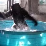 Gorilin çılgın havuz partisi kamerada