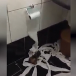 Yavru kedilerin tuvalet kağıdıyla imtihanı