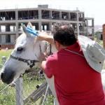 Eskişehir'de başıboş atlara çip takıldı