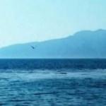 Sahildeki g&ouml;r&uuml;nt&uuml; ile ilgili &uuml;&ccedil; korkutan iddia!