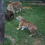 Bursa Hayvanat Bahçesi'nin kaplanları ''doğal'' besleniyor