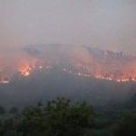 Orman yangınlarıyla ilgili flaş açıklama